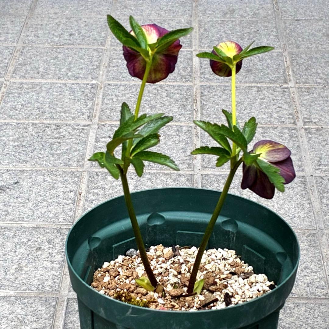 3876☘️2年間管理株☘️⭐️トルカータス交配⭐️小輪⭐️印象的⭐️広瀬園芸⭐️