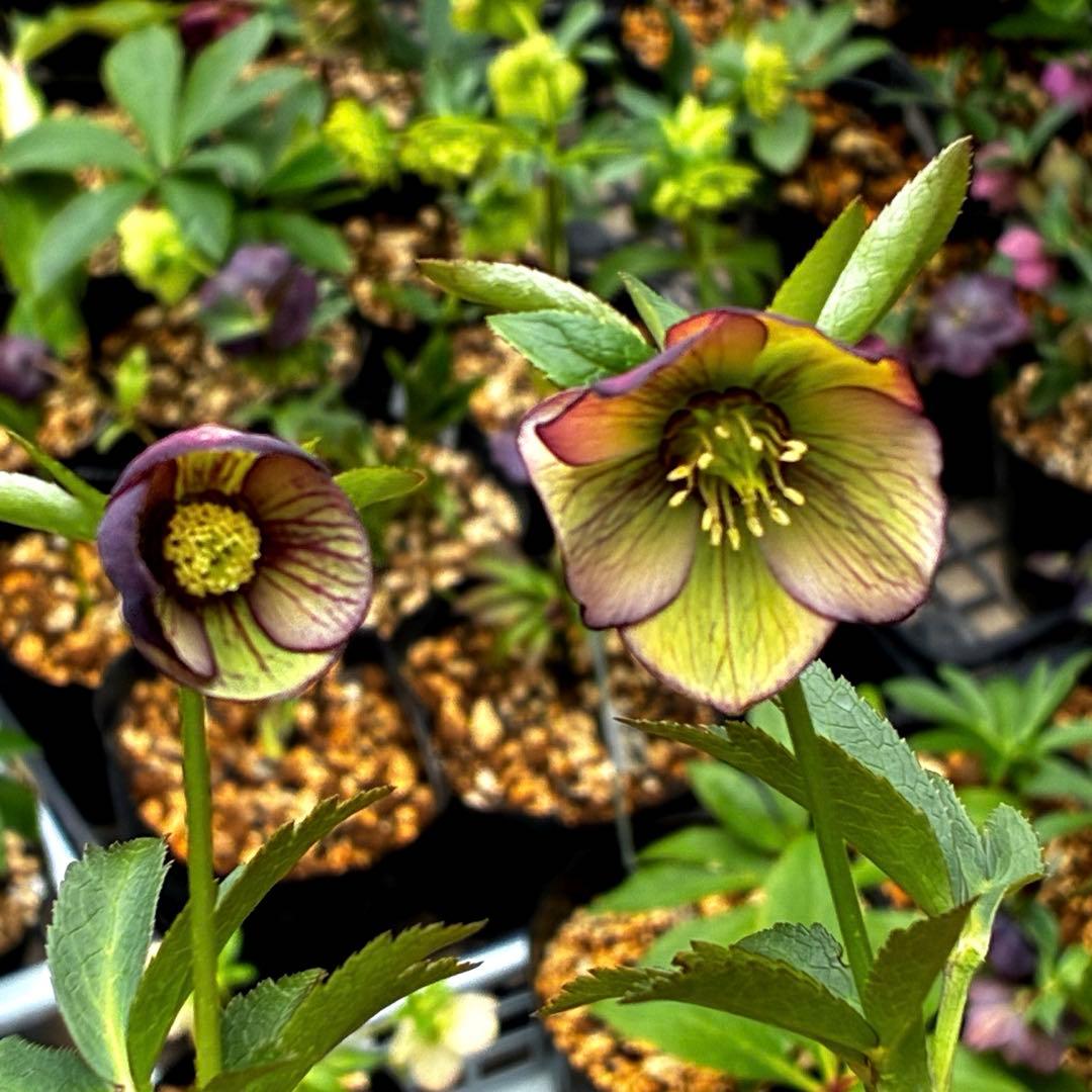 3876☘️2年間管理株☘️⭐️トルカータス交配⭐️小輪⭐️印象的⭐️広瀬園芸⭐️