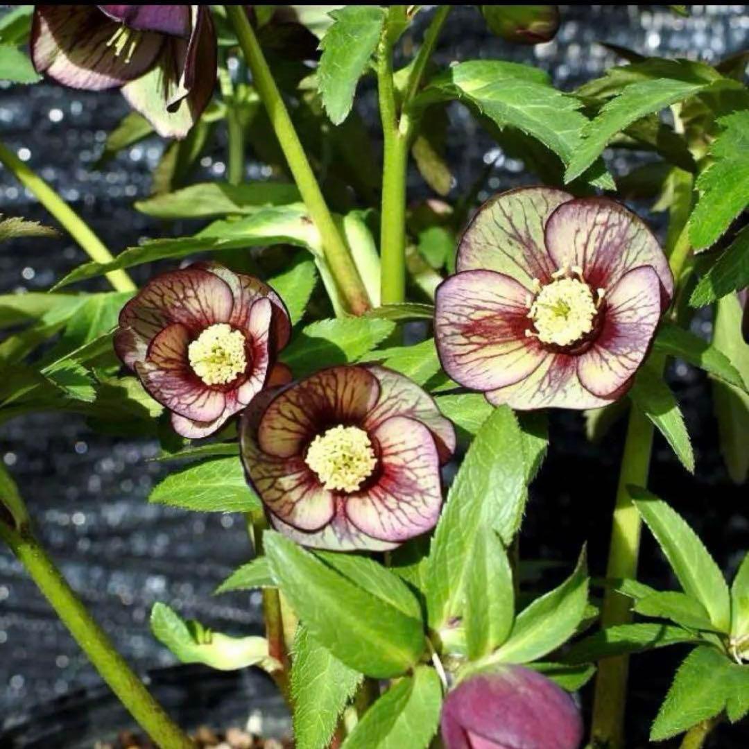 3876☘️2年間管理株☘️⭐️トルカータス交配⭐️小輪⭐️印象的⭐️広瀬園芸⭐️