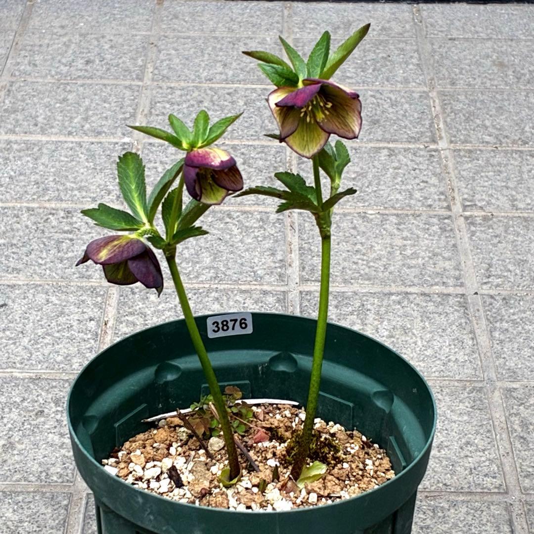 3876☘️2年間管理株☘️⭐️トルカータス交配⭐️小輪⭐️印象的⭐️広瀬園芸⭐️