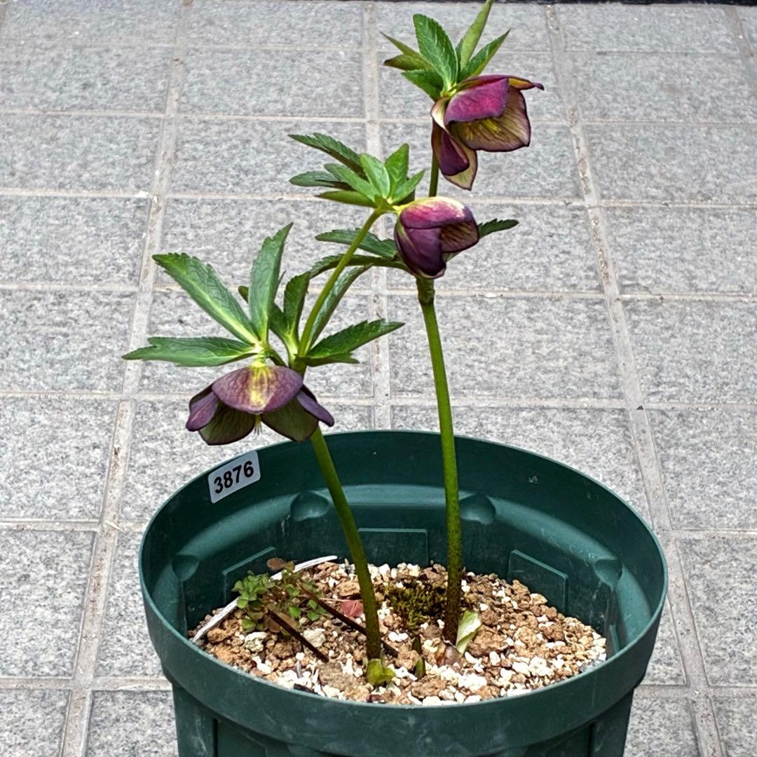 3876☘️2年間管理株☘️⭐️トルカータス交配⭐️小輪⭐️印象的⭐️広瀬園芸⭐️