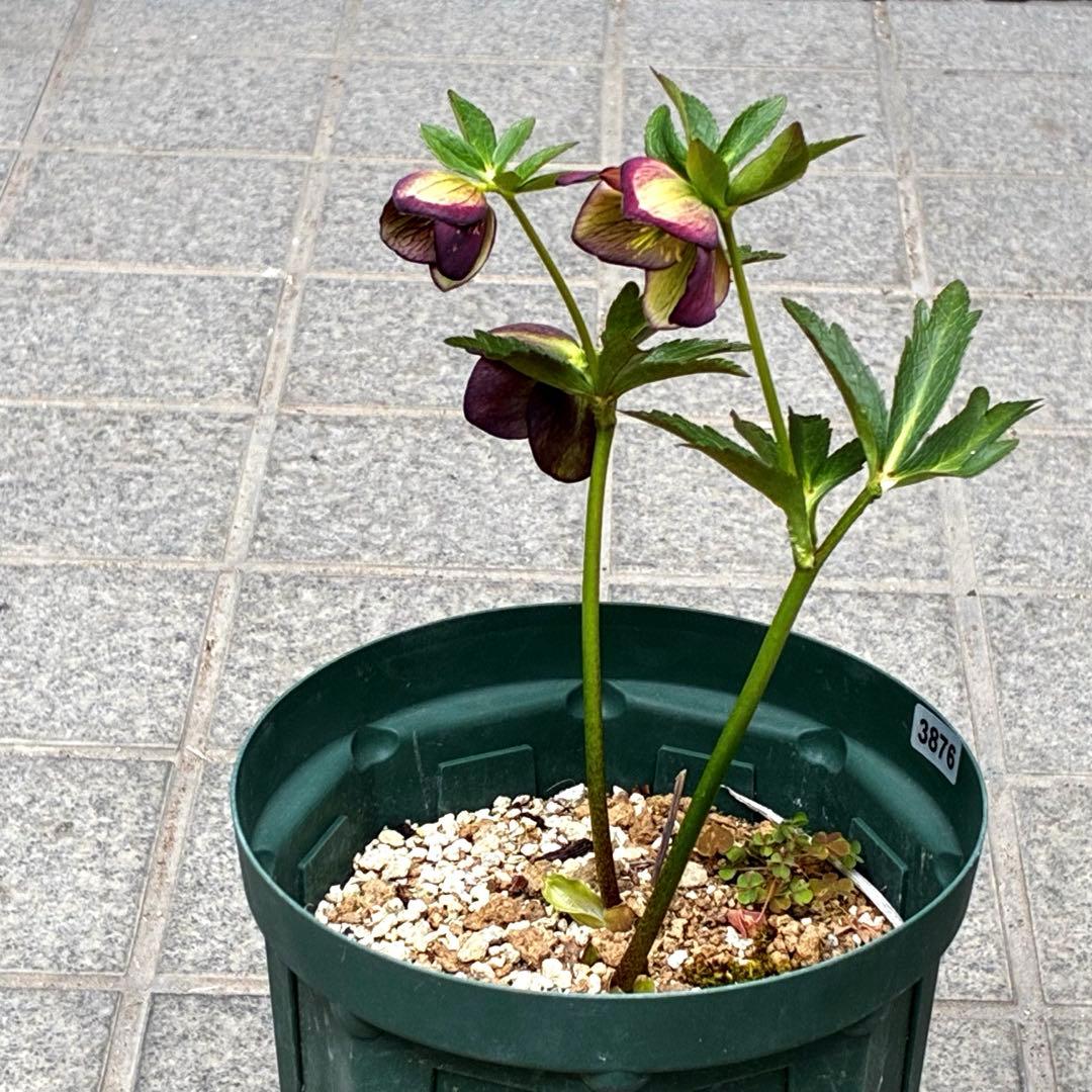 3876☘️2年間管理株☘️⭐️トルカータス交配⭐️小輪⭐️印象的⭐️広瀬園芸⭐️