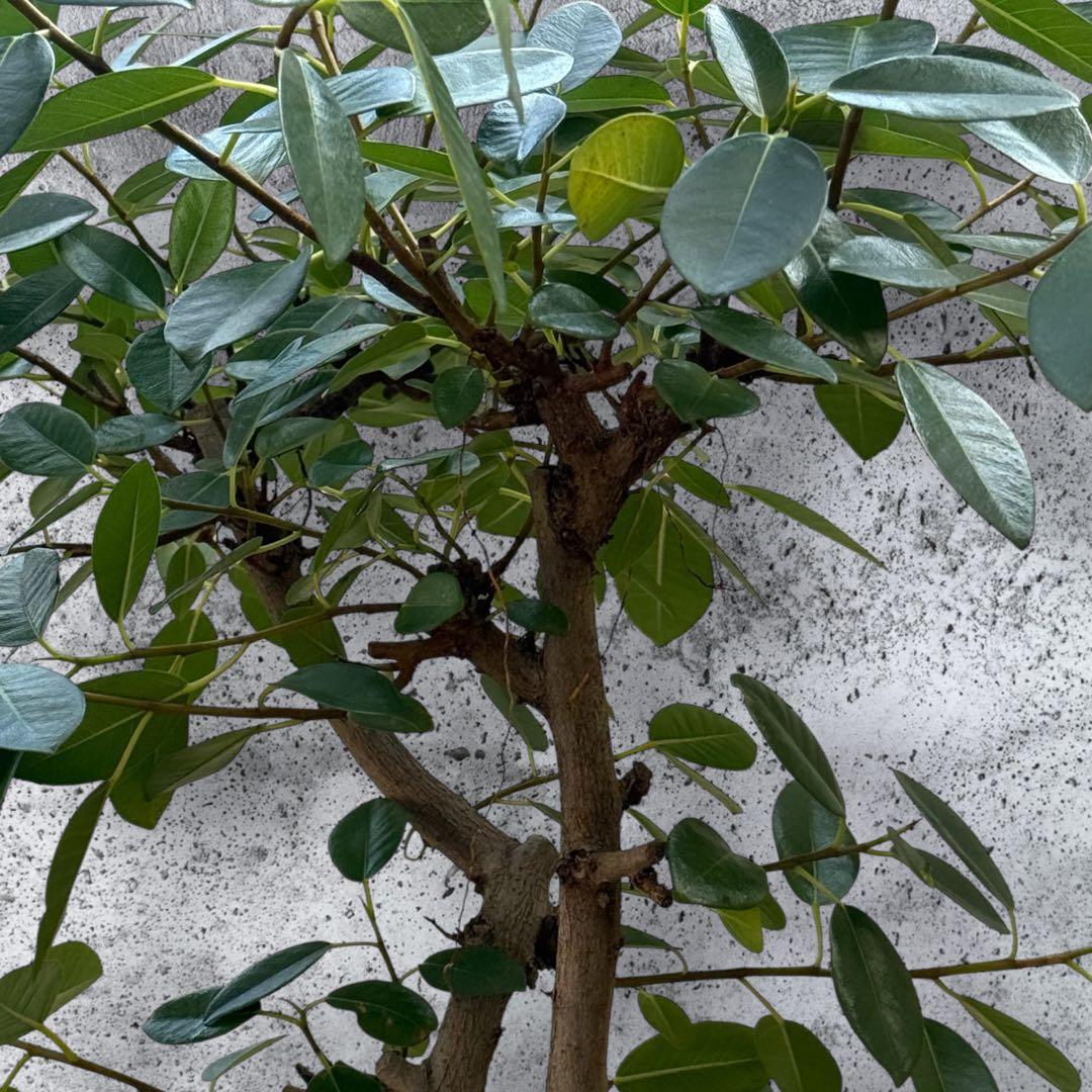 フランスゴムの木 フィカス•ルビギノーサ♪ 152cm リビングサイズ♪