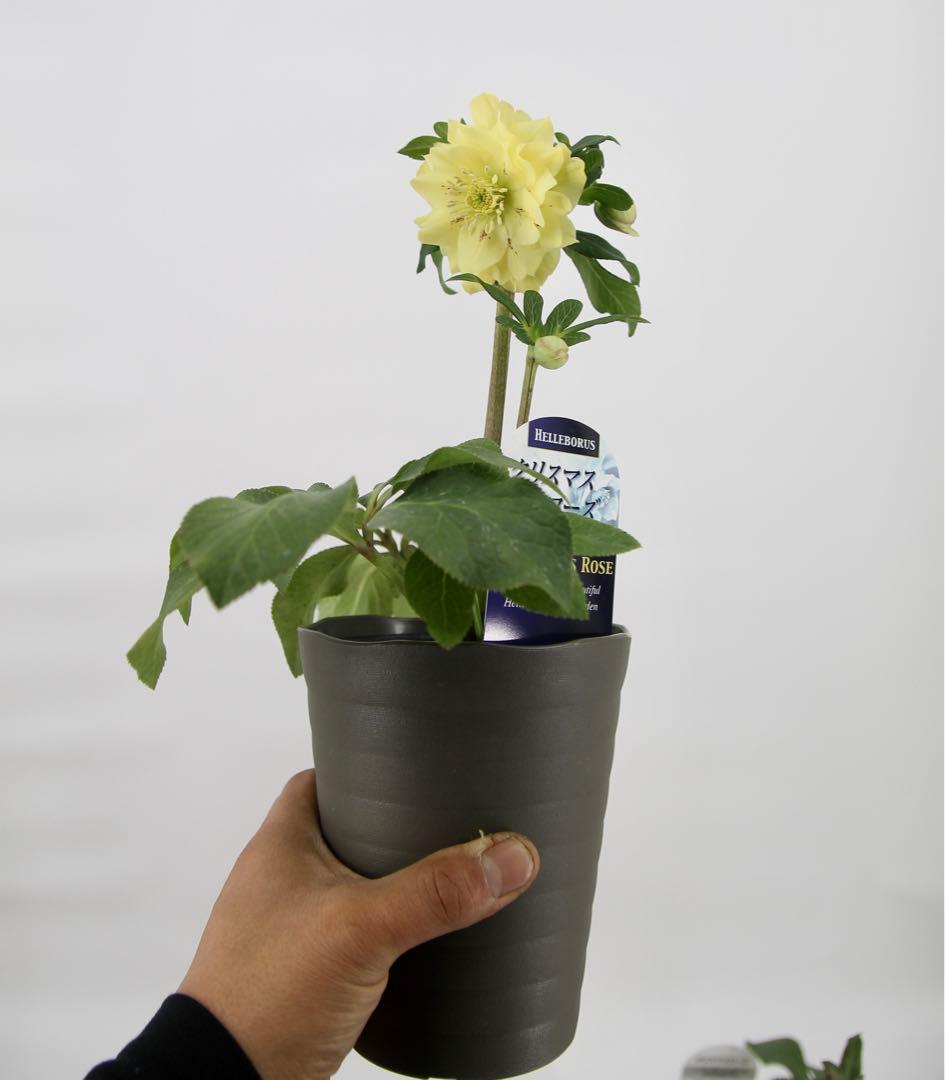 八重咲きクリスマスローズ　4号　8鉢