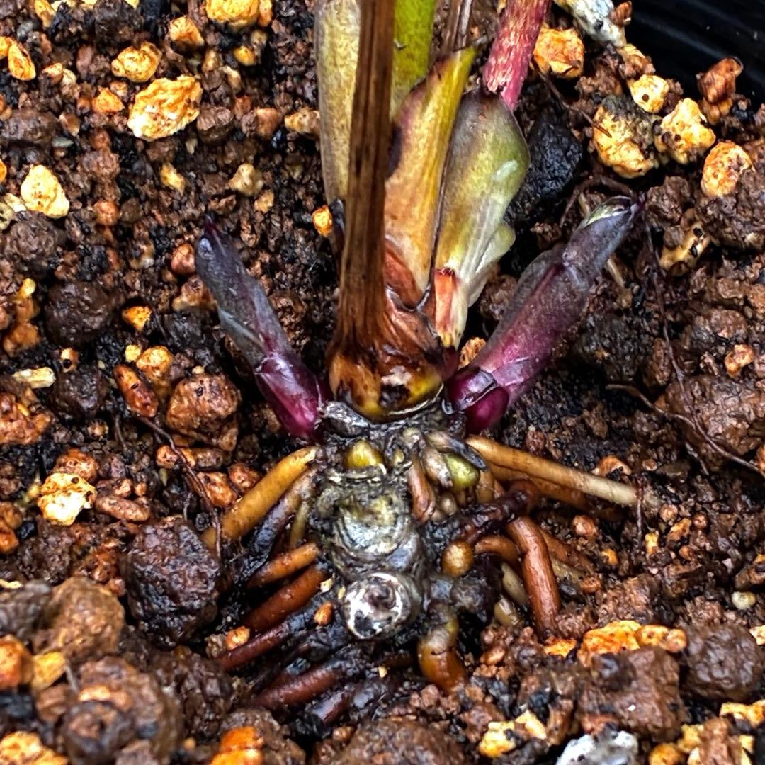 3888☘️2年間管理株☘️⭐️黒⭐️超小輪⭐️広瀬園芸⭐️