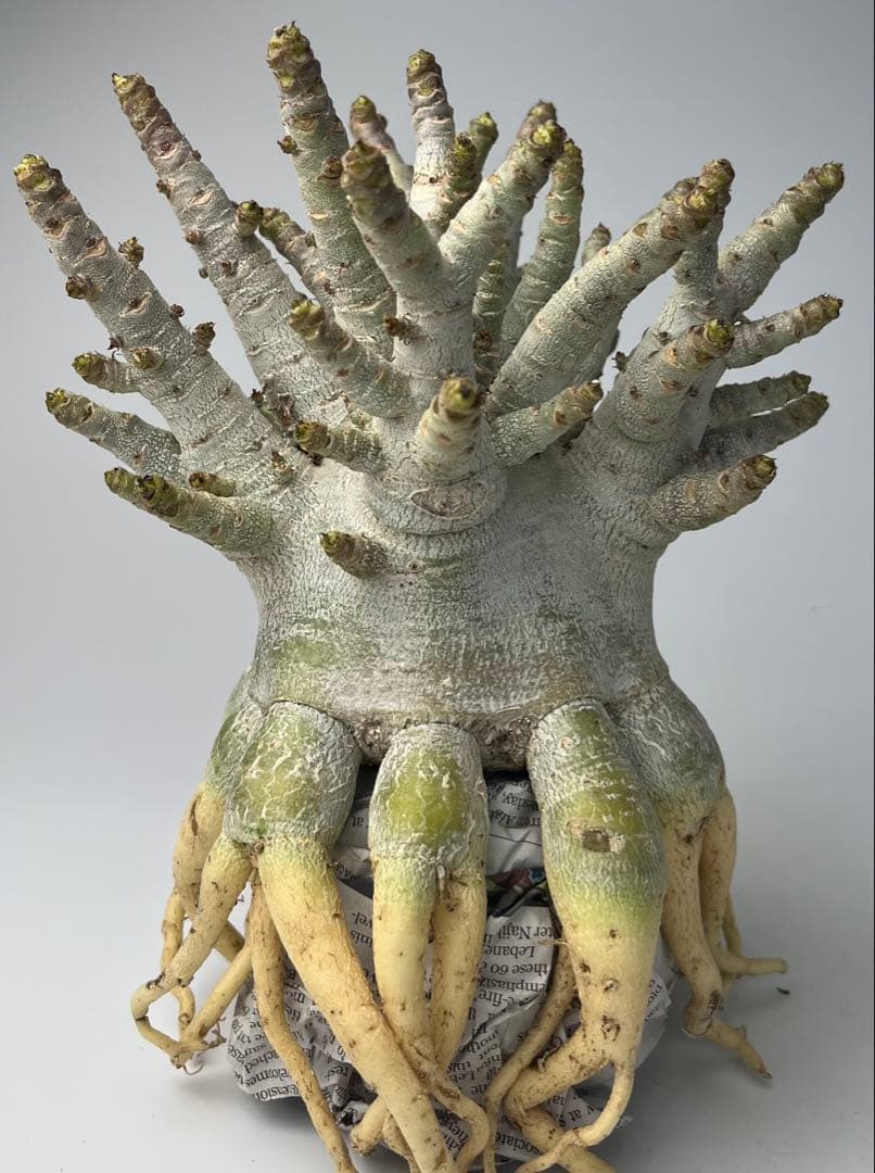 【美/ドワーフ/超極太 】アデニウム アラビカム ゴジ タコ足 A