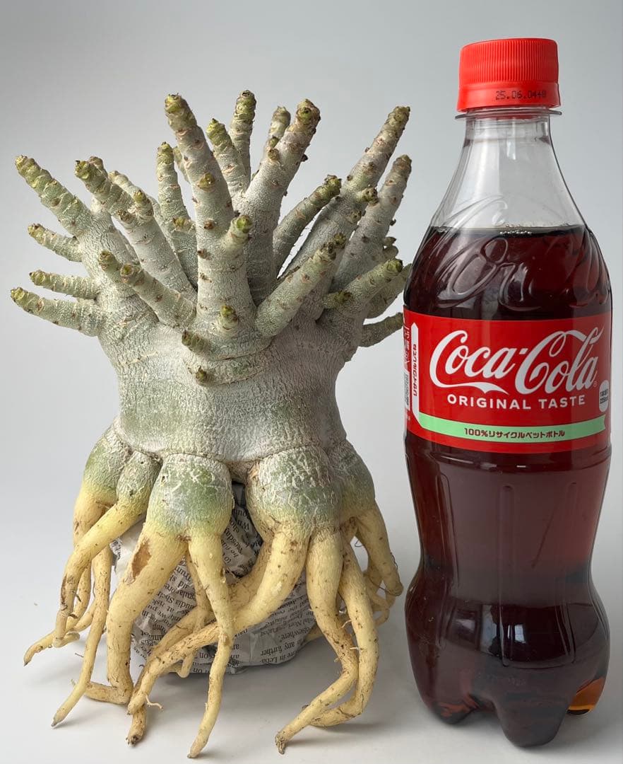 【美/ドワーフ/超極太 】アデニウム アラビカム ゴジ タコ足 A