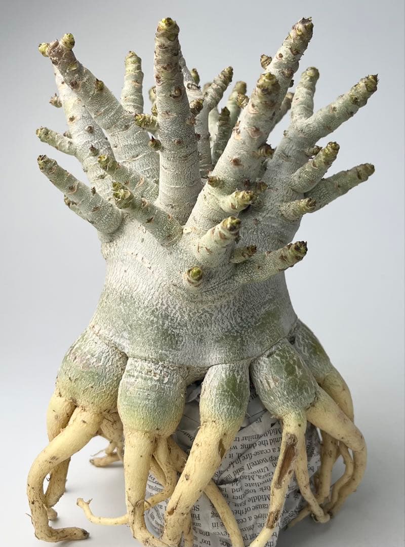 【美/ドワーフ/超極太 】アデニウム アラビカム ゴジ タコ足 A