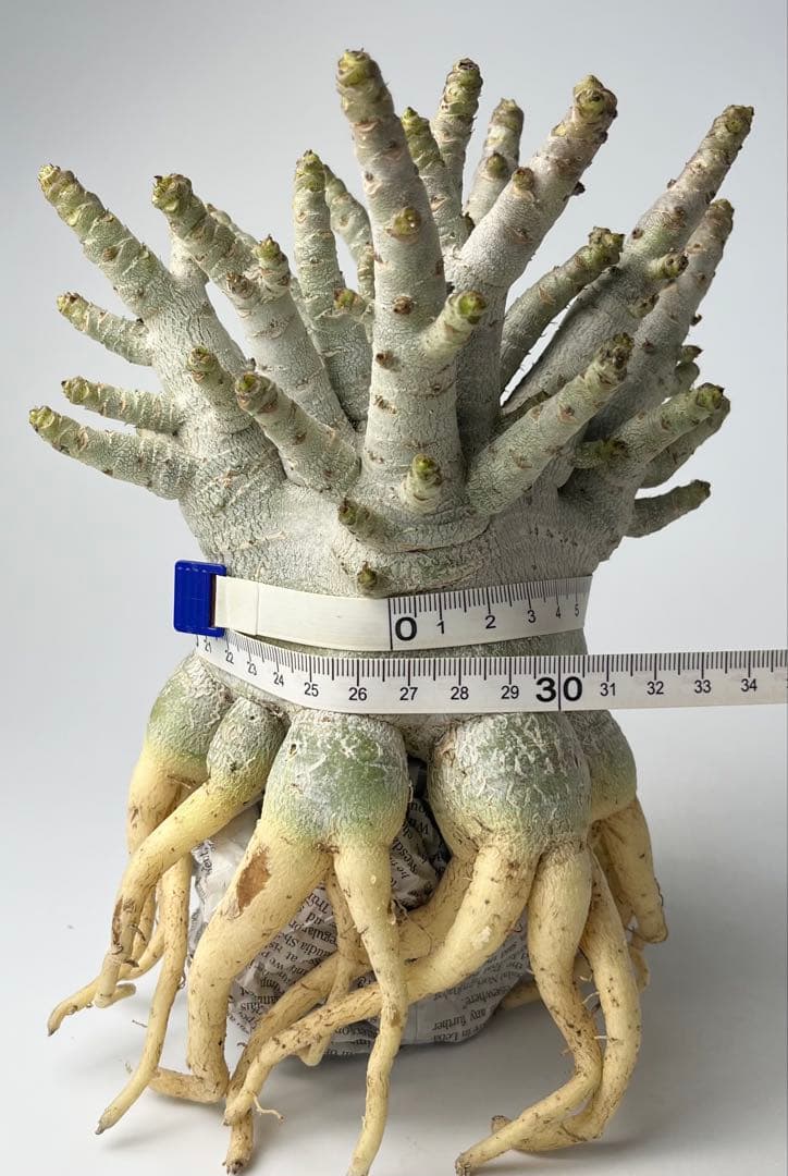 【美/ドワーフ/超極太 】アデニウム アラビカム ゴジ タコ足 A