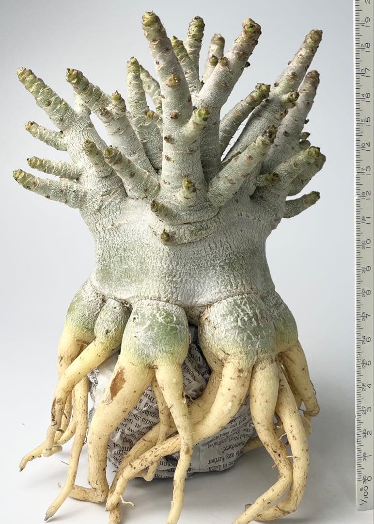 【美/ドワーフ/超極太 】アデニウム アラビカム ゴジ タコ足 A