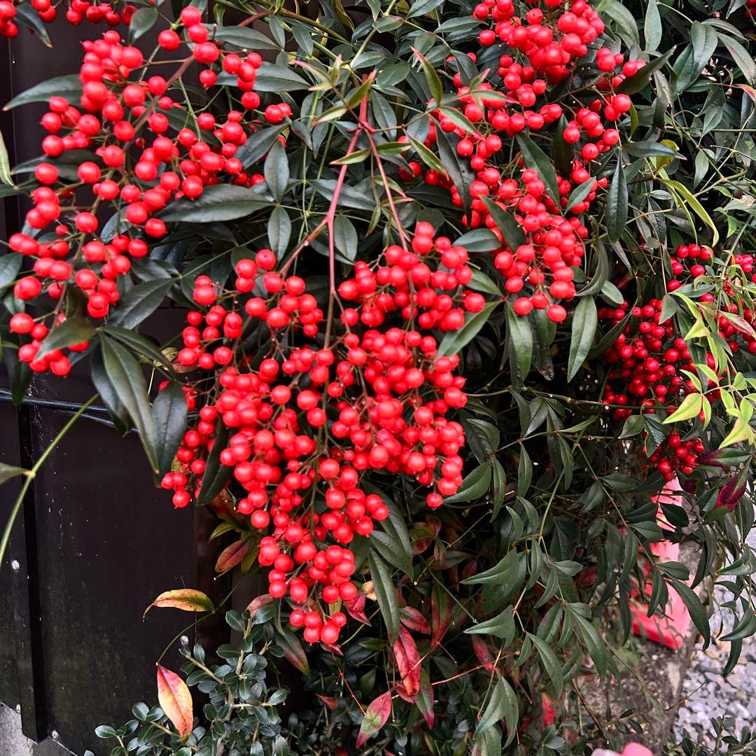 プロフィール確認願います‪♡りん8376さま専用 特大サイズ一対 門松 自然栽培