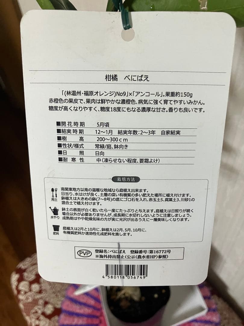 みかん苗木　べにばえ　接木