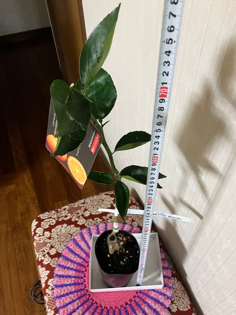 みかん苗木　べにばえ　接木