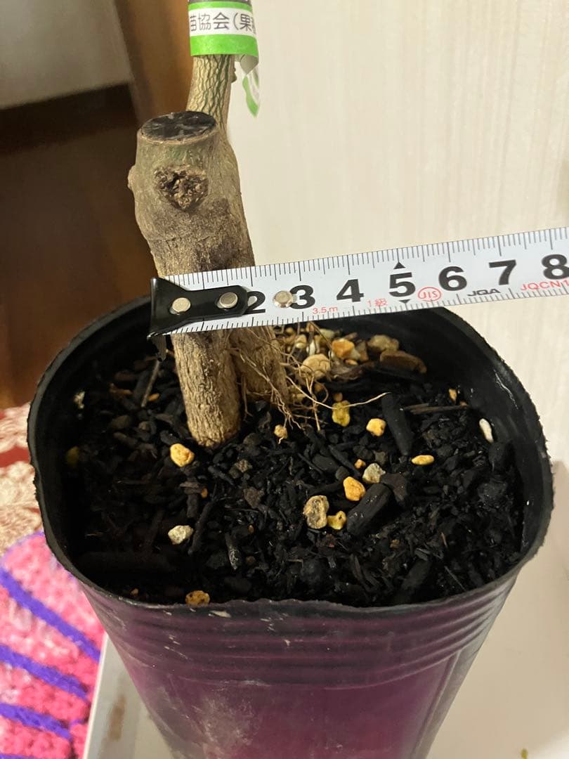 みかん苗木　べにばえ　接木