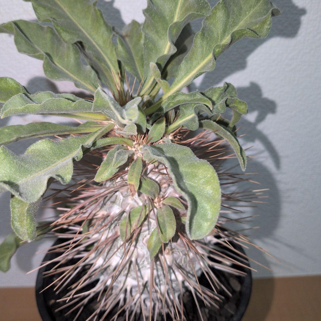 パキポディウム　ナマクアナム　大株 分岐株　接木　（鉢付き)