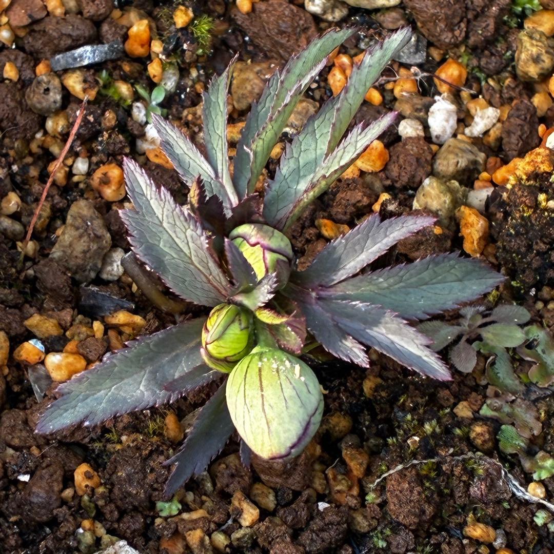 よ*ん様 3607☘️蕾付☘️4年管理株☘️6号⭐️原生地採取 ⭐️torqua