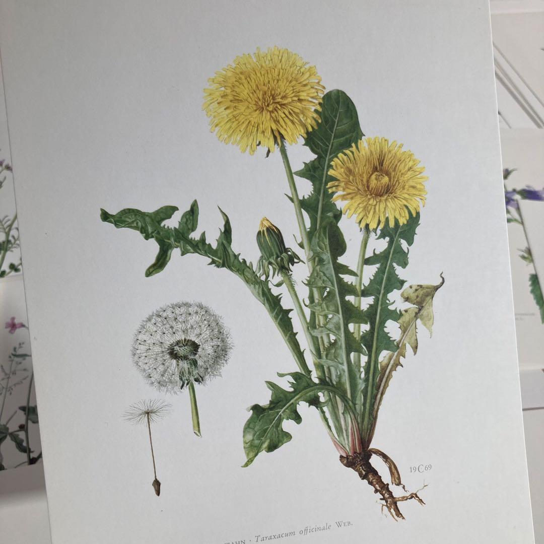 L938洋書古書1957年ドイツ発行美しい植物画プレートが168枚入った植物図鑑