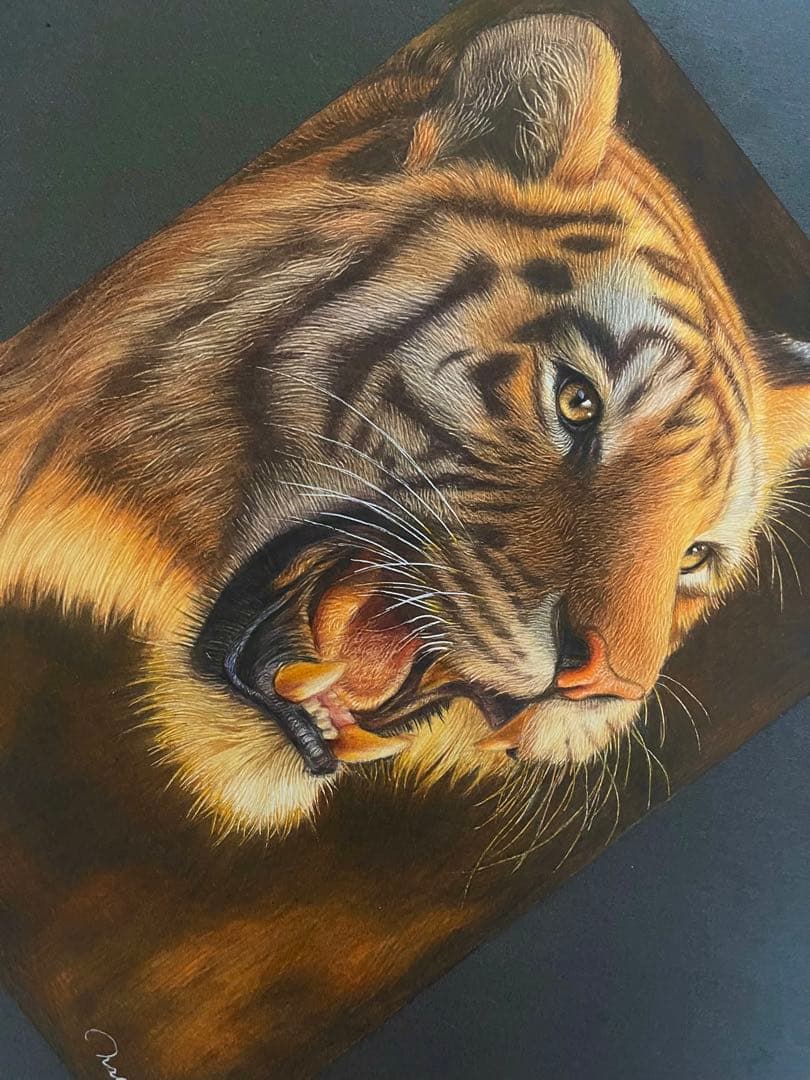 色鉛筆画A4 虎.21
