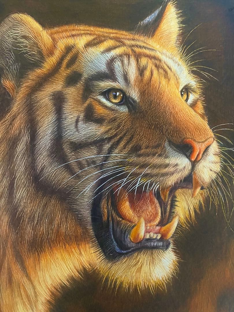 色鉛筆画A4 虎.21