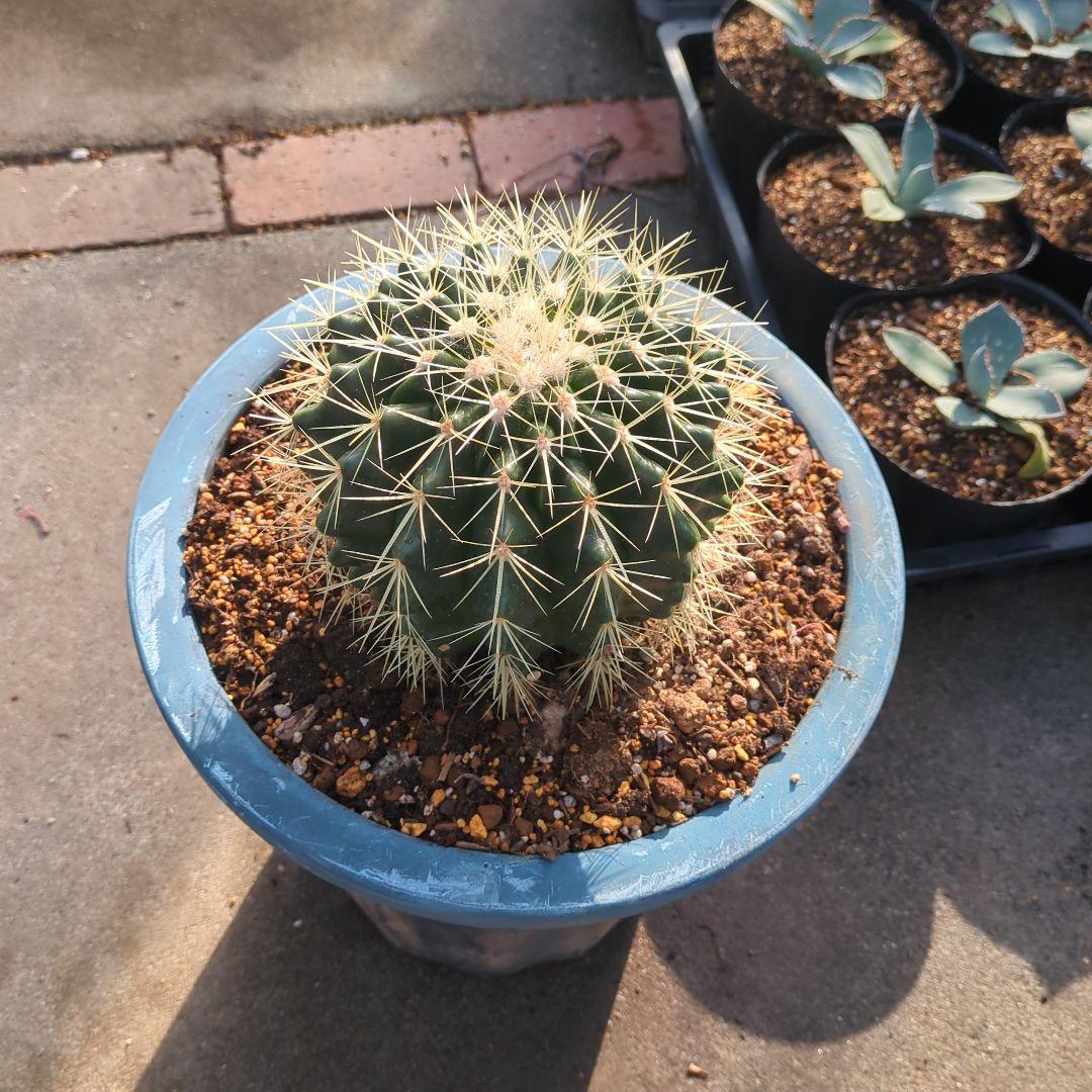 中型サボテン 青い鉢