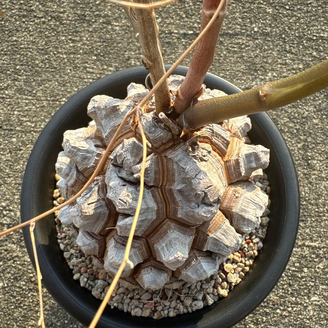 亀甲竜　直径約11センチ