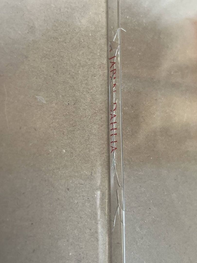 邦楽 X Japan - Dahlia