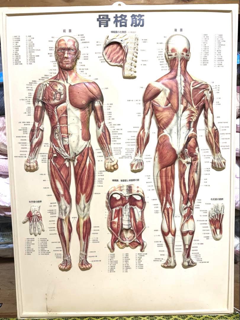 自律神経系統図パネル 人体神経統図パネル3D骨格筋3D骨格 4枚セット整体カイロ