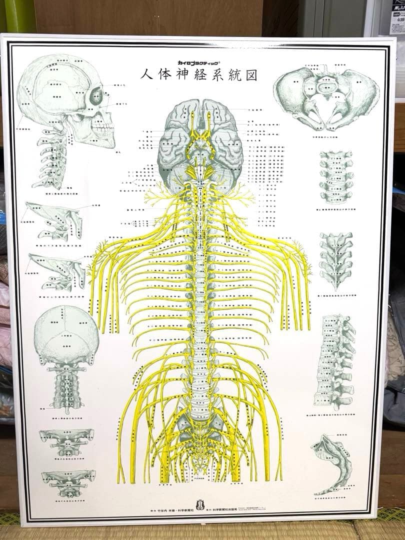 自律神経系統図パネル 人体神経統図パネル3D骨格筋3D骨格 4枚セット整体カイロ