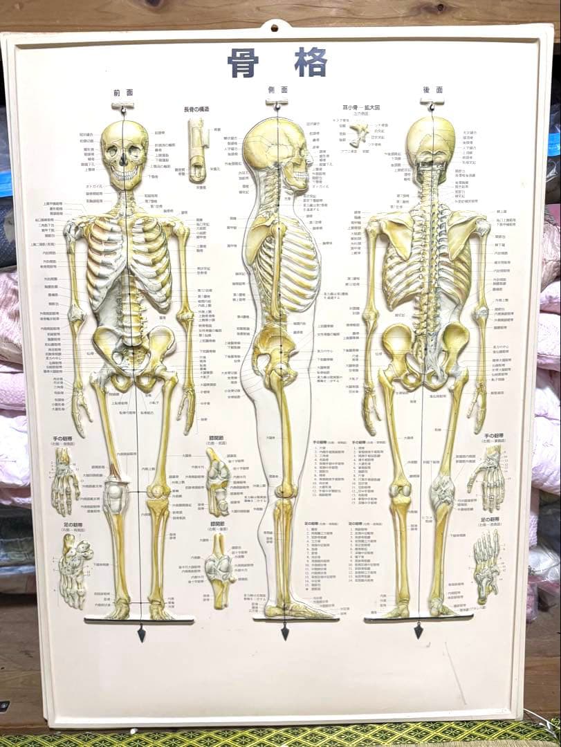 自律神経系統図パネル 人体神経統図パネル3D骨格筋3D骨格 4枚セット整体カイロ