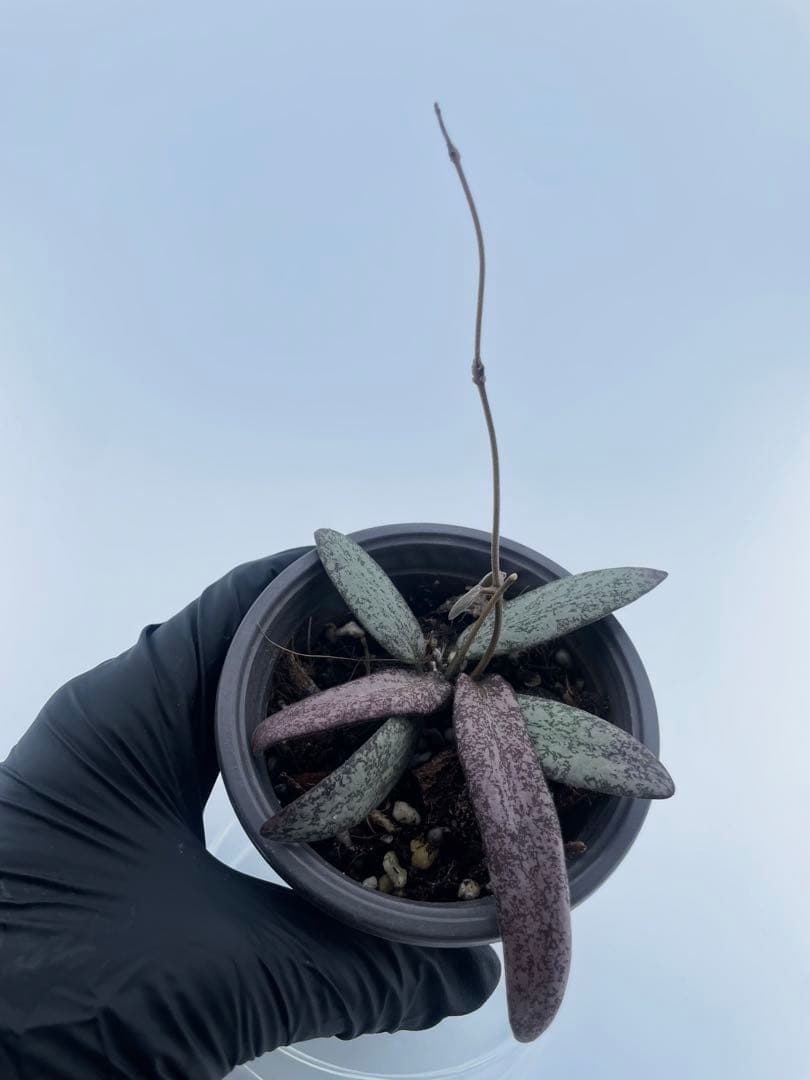 セール　レア　ホヤ　シギラティス　シルバー サクララン