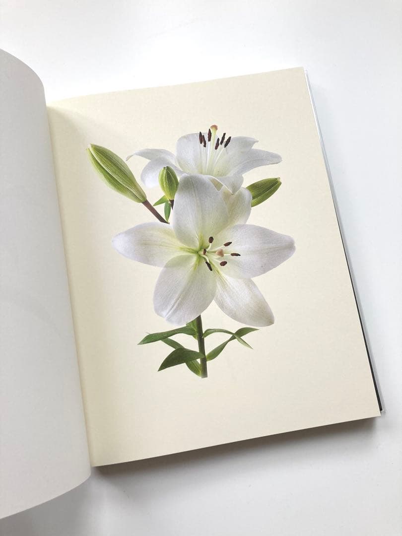 藤間謙二「The Most Beautiful Flowers」花の図鑑写真集