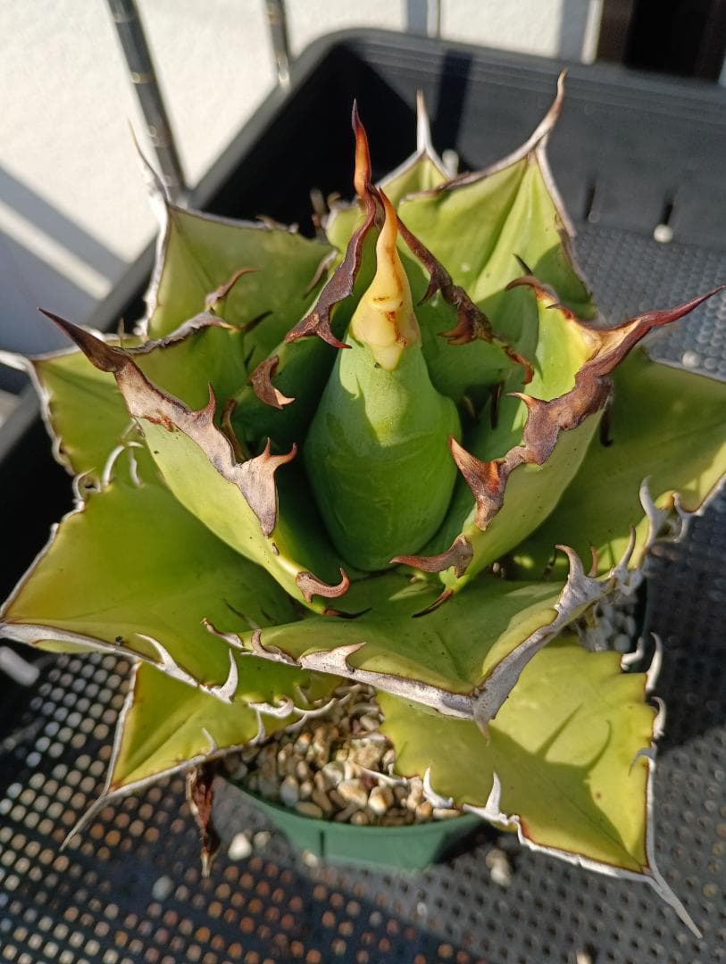 【レア株】アガベ チタノタ Dennis005 猟豹 鬼之刃