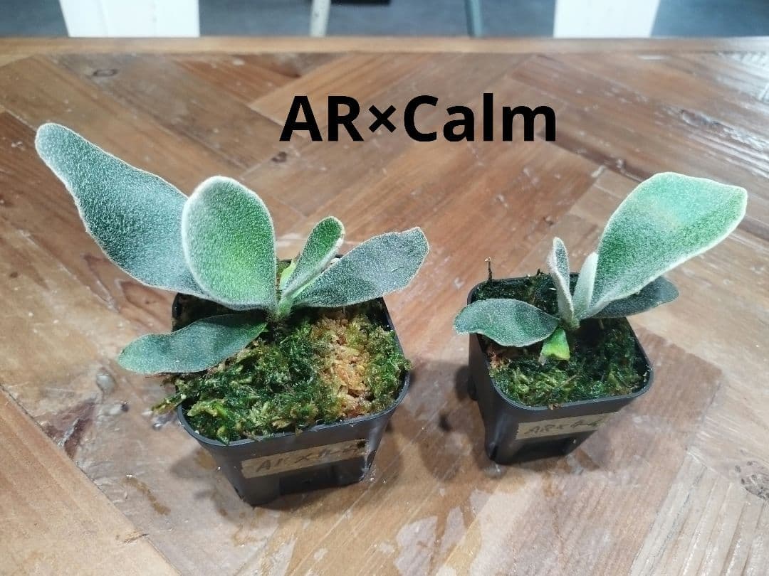 ritv様ご確認用　ビカクシダ4種セット