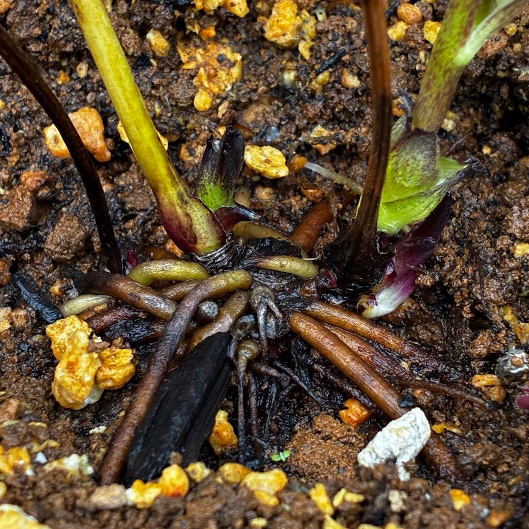 3773☘️2年間管理株☘️ ⭐️超小〜小輪⭐️艶ピコ⭐️デュメ交配⭐️大木ナーセリー⭐️