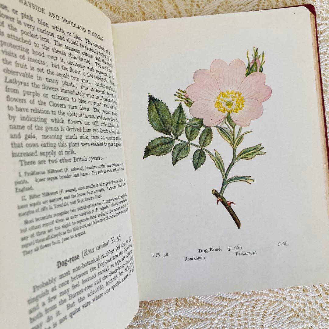 洋書　古書　イギリスのヴィンテージ植物図鑑① 　上品な装丁と美しいカラー図版