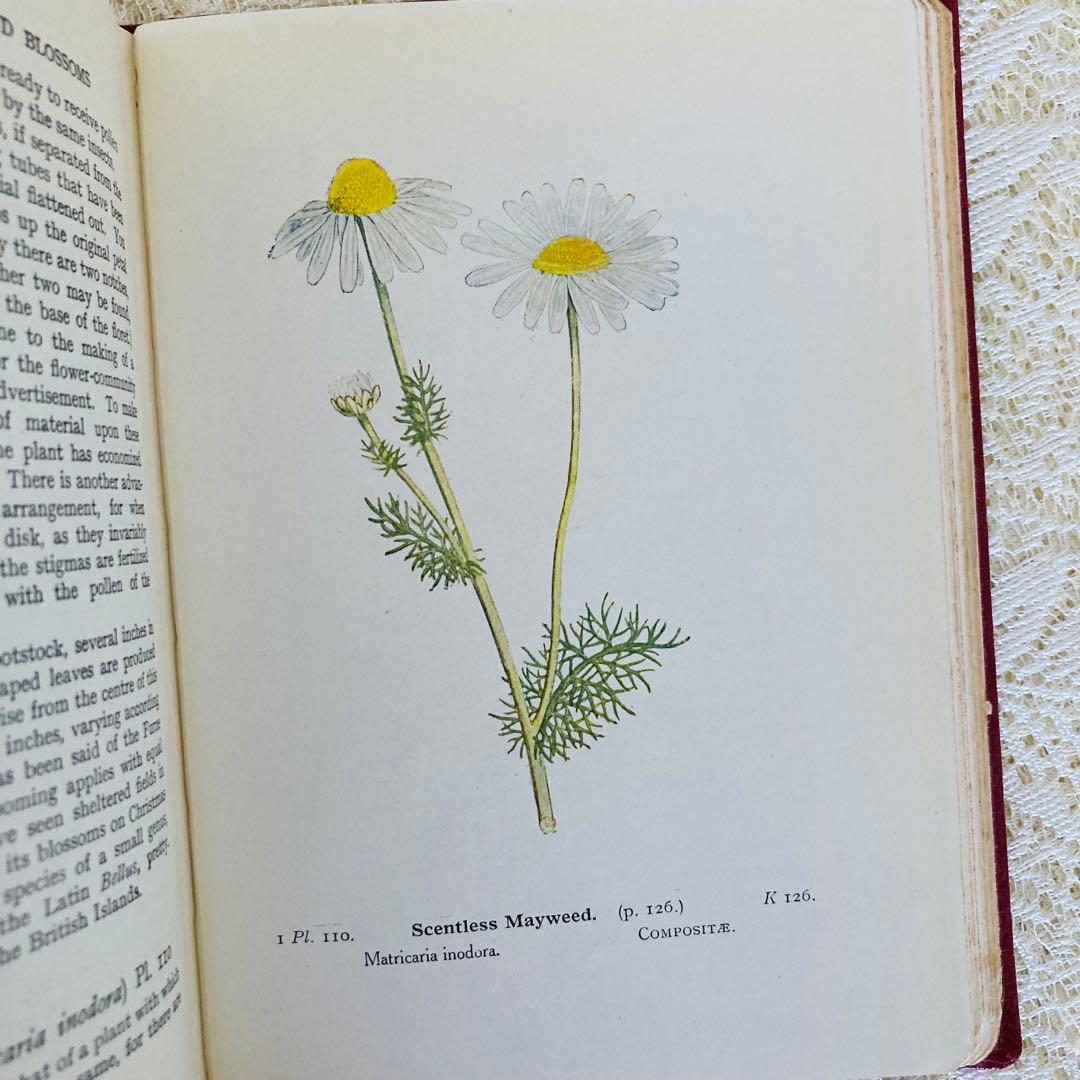 洋書　古書　イギリスのヴィンテージ植物図鑑① 　上品な装丁と美しいカラー図版