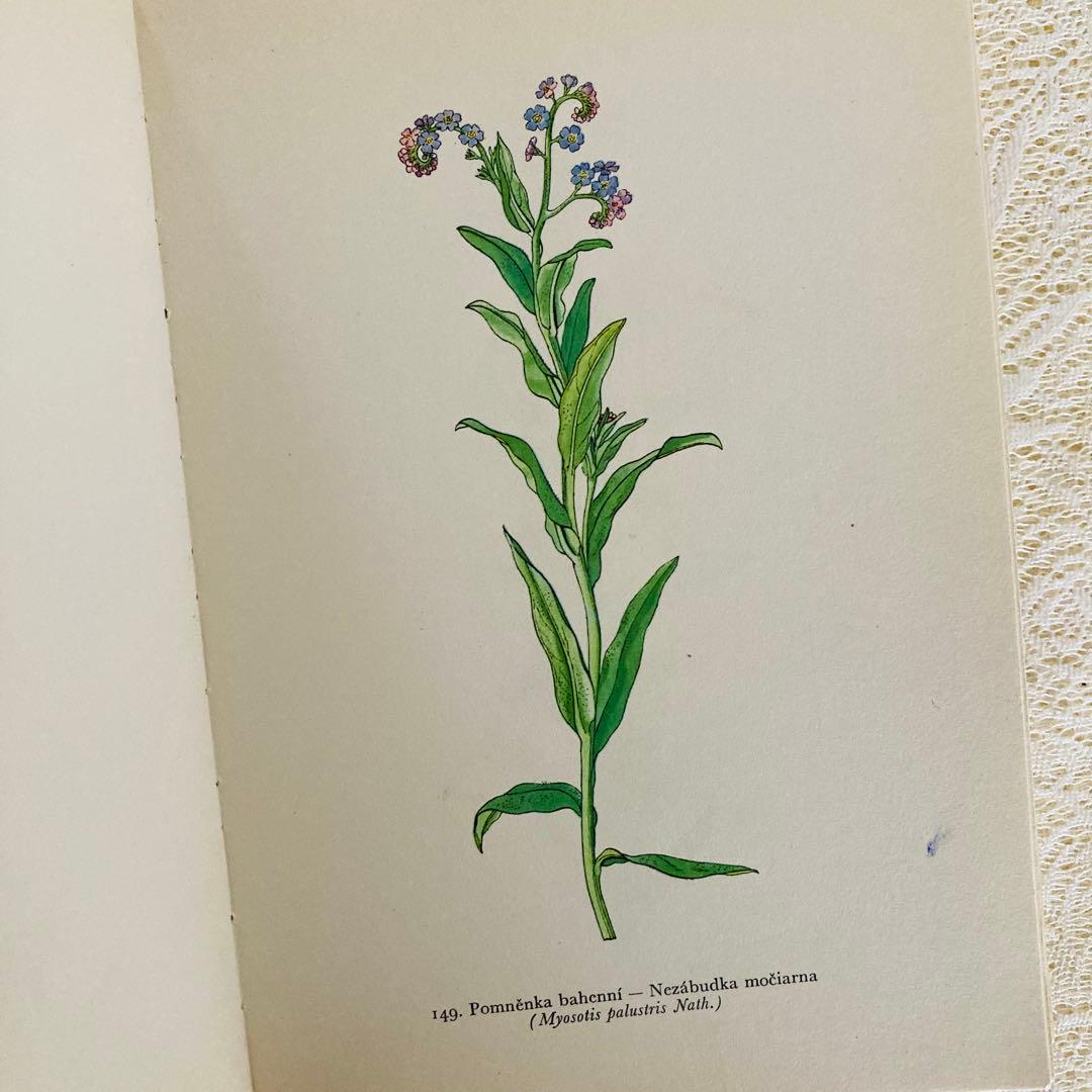 洋書　古書　美しいチェコの植物図鑑　野の花図鑑　優美な植物画273点♡
