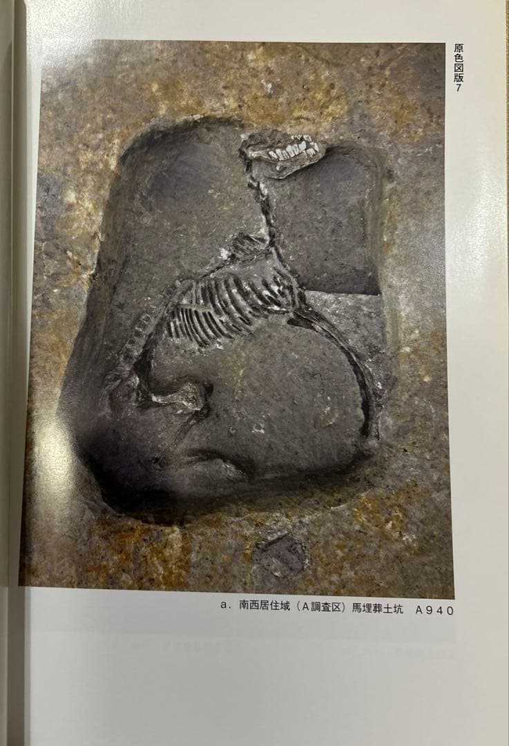 ハ*ジ様 蔀屋北遺跡I (大阪府埋蔵文化財調査報告2009-3)