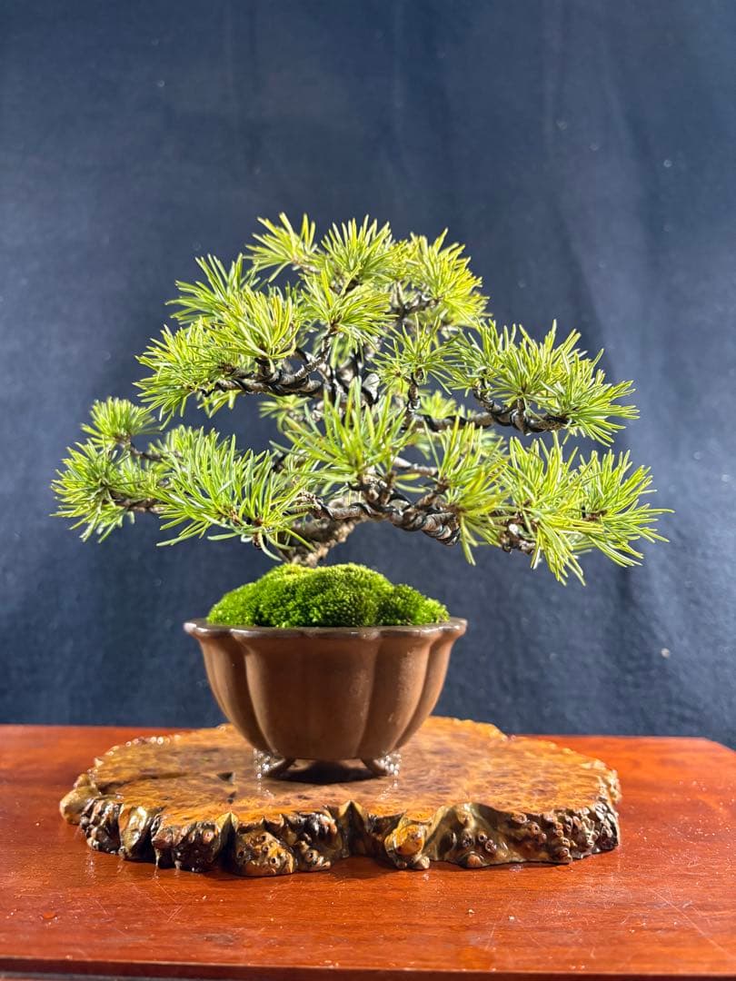 小品盆栽、赤石五葉松、値上り、懸崖模様木 目立った傷や汚れ無し