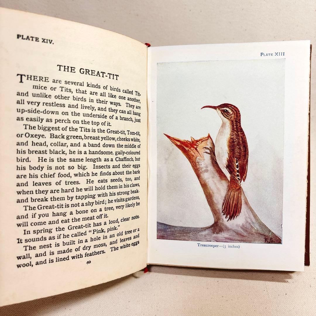 海外 ヴィンテージ洋書 BIRDS 鳥の図鑑 イギリス