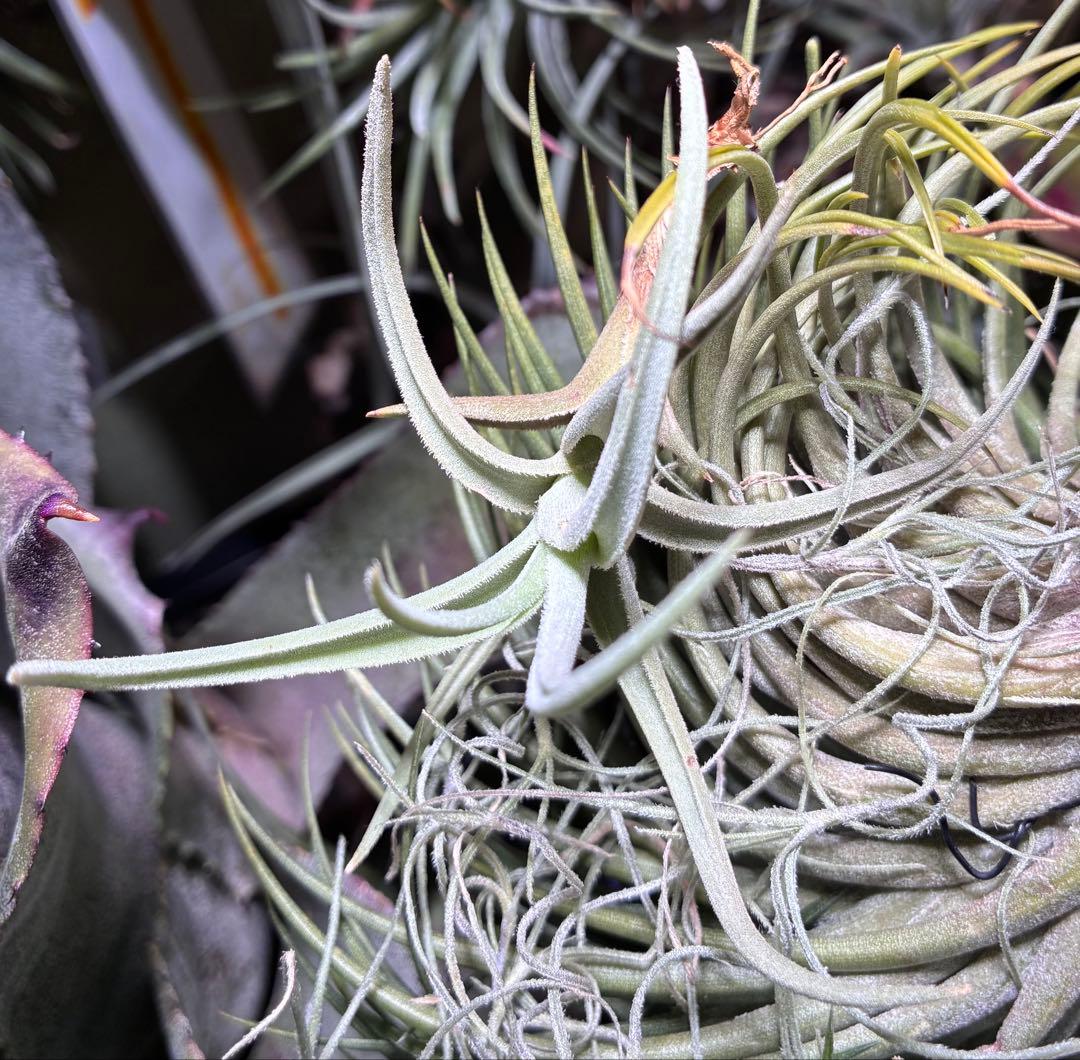 しばらくラストT. aff. xiphioides T'S TROPICALS