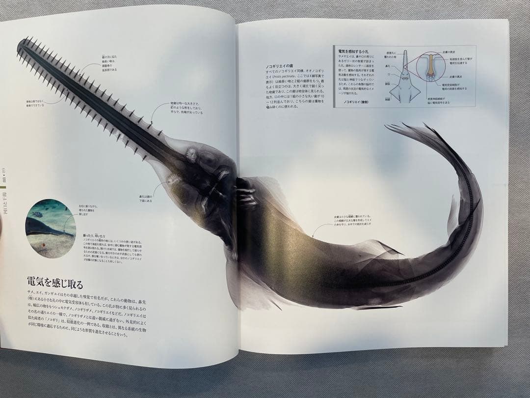 ZOOLOGY 動物の世界 & OCEAN LIFE 海の世界　図鑑2冊セット