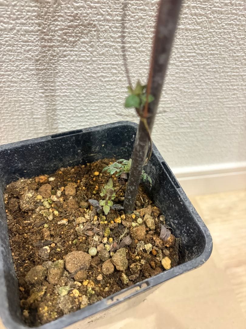 入手困難　クレマチス 風の方位