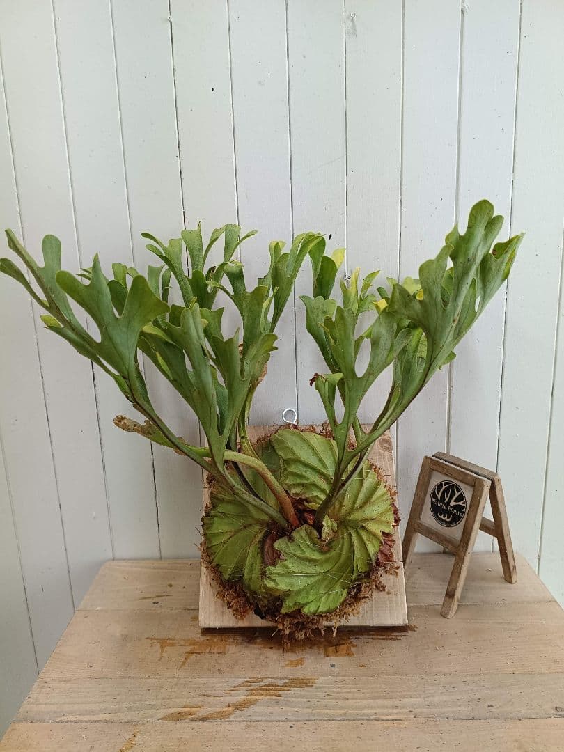 M713【板付！Lサイズ】美形！ビカクシダ リドレイ 現地球3/19輸入