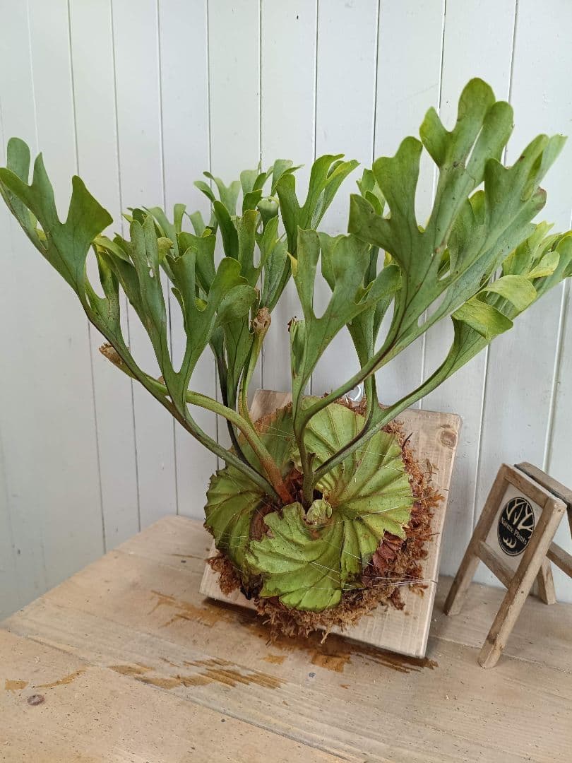 M713【板付！Lサイズ】美形！ビカクシダ リドレイ 現地球3/19輸入