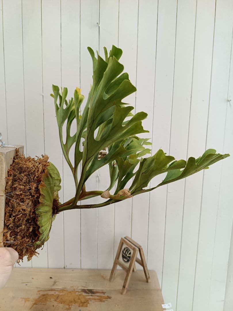 M713【板付！Lサイズ】美形！ビカクシダ リドレイ 現地球3/19輸入