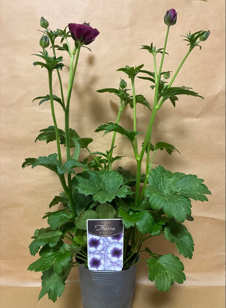 ラナンキュラスラックス　新品種アポロン　ディーバ　アリアドネ　グレーシス