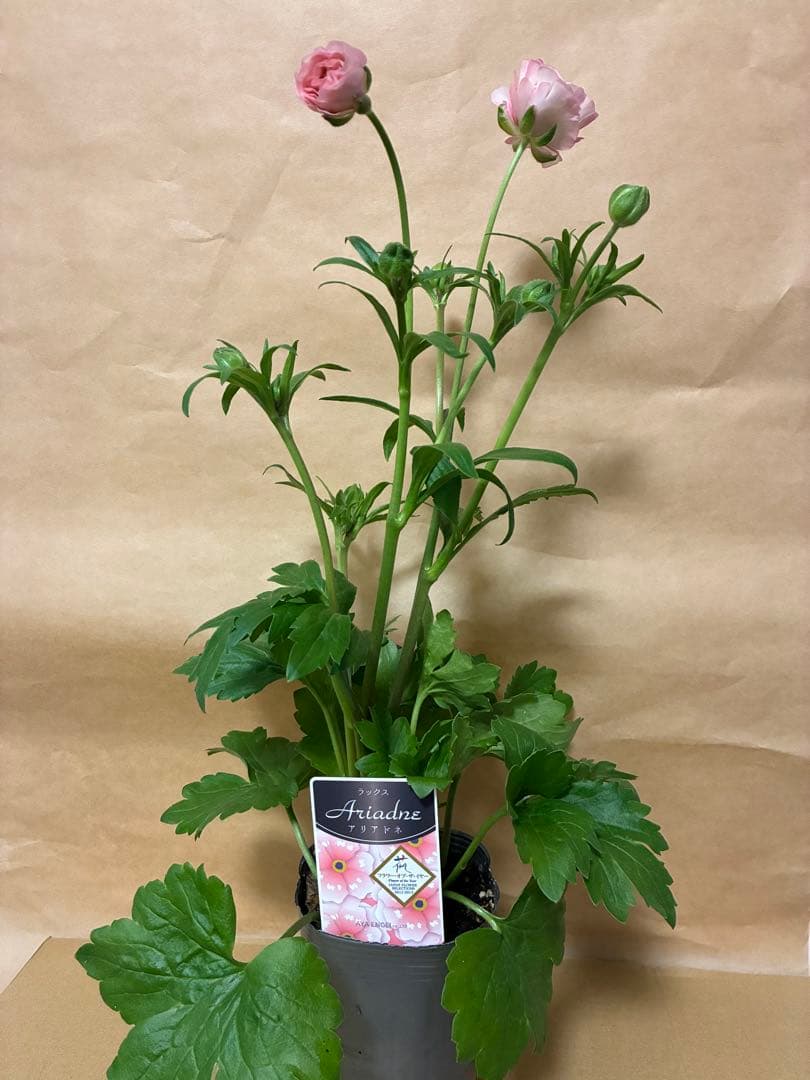 ラナンキュラスラックス　新品種アポロン　ディーバ　アリアドネ　グレーシス