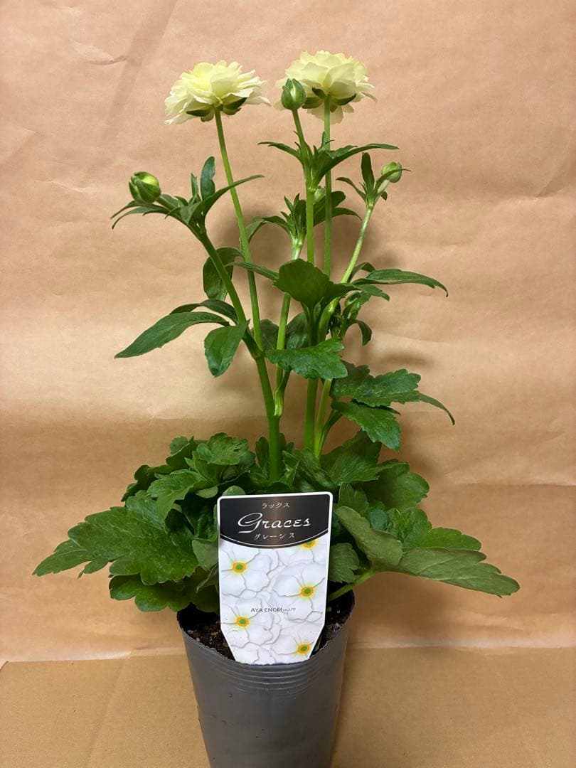 ラナンキュラスラックス　新品種アポロン　ディーバ　アリアドネ　グレーシス