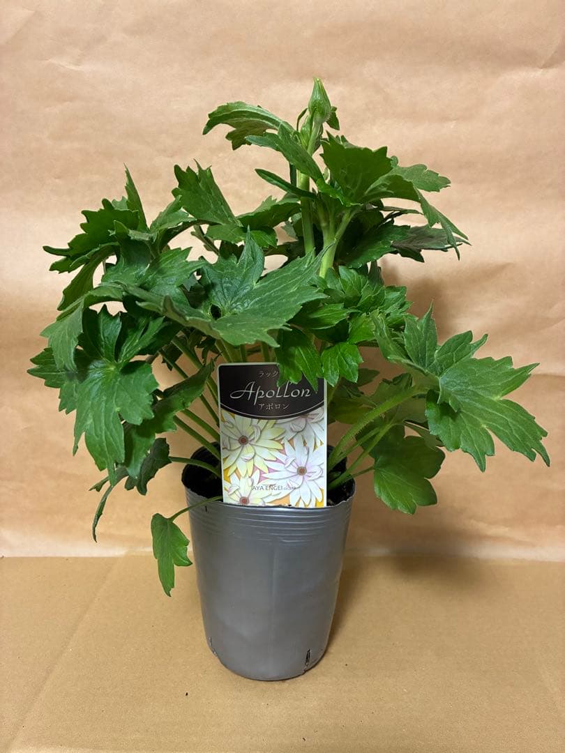 ラナンキュラスラックス　新品種アポロン　ディーバ　アリアドネ　グレーシス